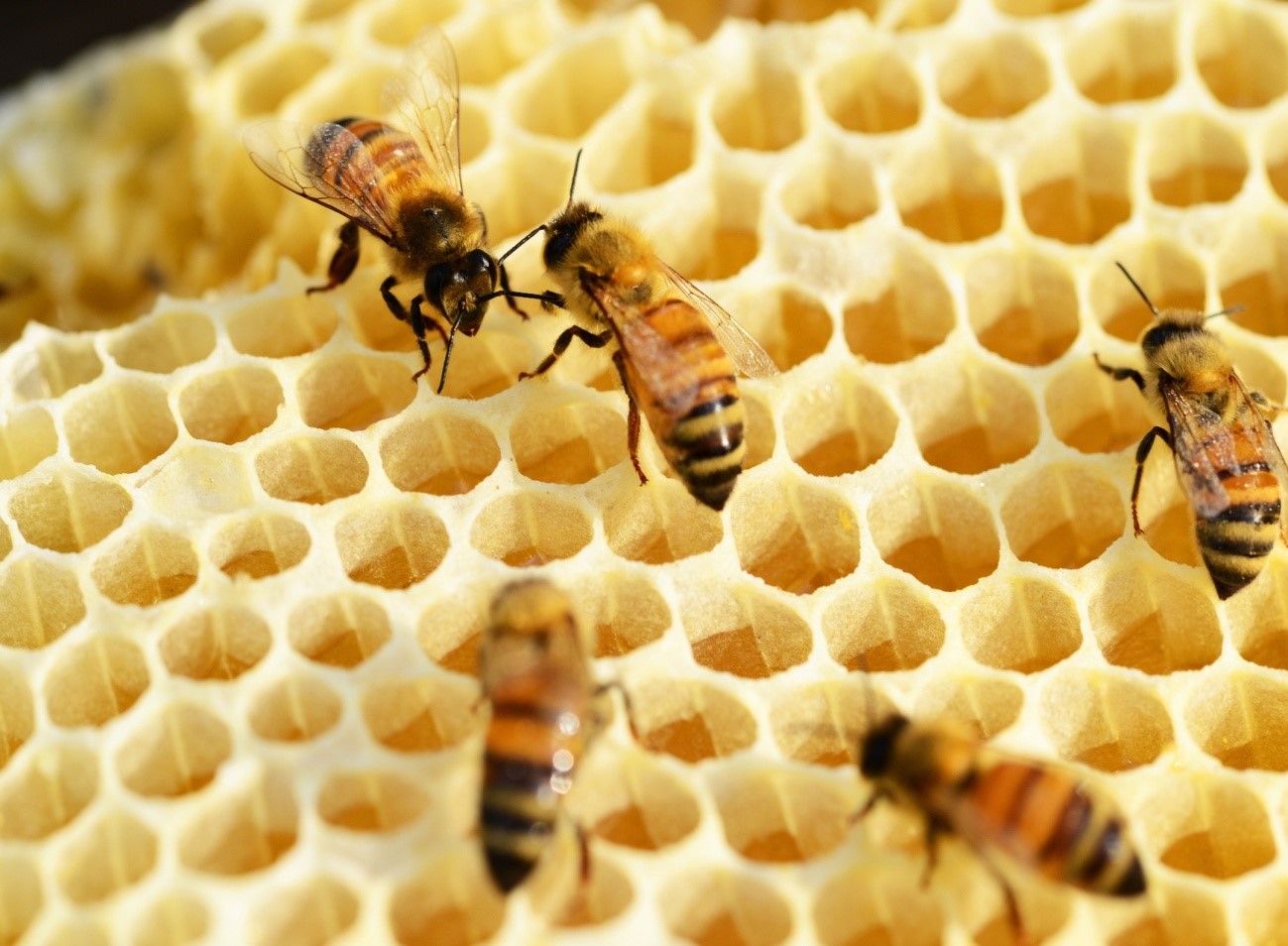 Cómo construyen las abejas sus panales? - Ciencia y tecnología